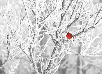 christmas bird, animal, bird, snow, christmas, red, tree HD wallpaper