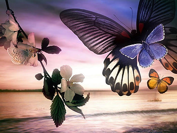 sunset, night, sea, waves, butterfly, flowers, sun, beach HD wallpaper