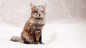 snow winter animals cute fluffy cold white animal fox arctic . HD wallpaper