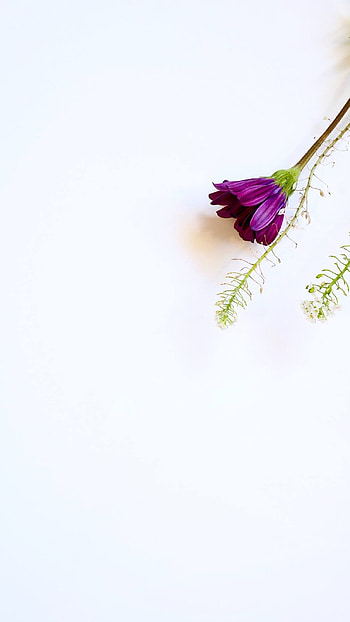 White Background, White, Background HD phone wallpaper
