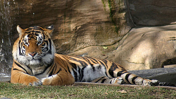 Animals, Grass, Stones, To Lie Down, Lie, Predator, Big Cat, Tiger HD wallpaper