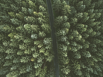Nature, Trees, View From Above, Road HD wallpaper