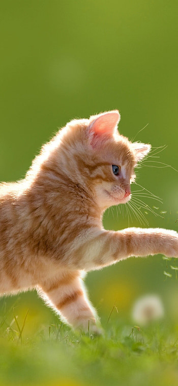 Cute kitten, , High-definition , Lovely feline companion HD phone wallpaper
