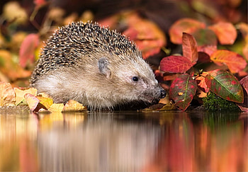 Drinking Hedgehog, animals, hedgehog, cute, nature, drinking HD wallpaper