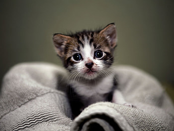 Animals, Cats HD wallpaper