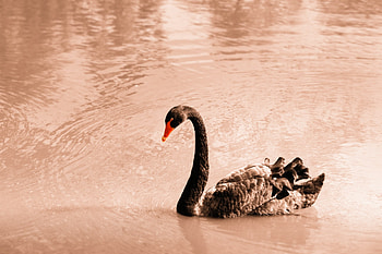 The black swan 2020, Cinematic masterpiece, Psychological thriller, Powerful performances HD wallpaper