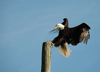landing, bird, eagle, bald HD wallpaper