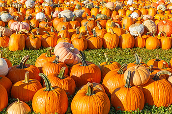 Sunny Pumpkin Patch, Fields, Harvest, Pumpkins, Fall Season, Nature, Autumn HD wallpaper