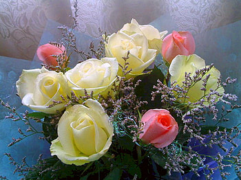 Duet, pink, white, roses, colors, beauty HD wallpaper