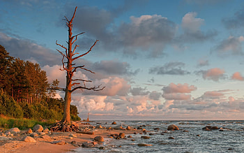 Tree on the Coast, the, Tree, Coast, on HD wallpaper
