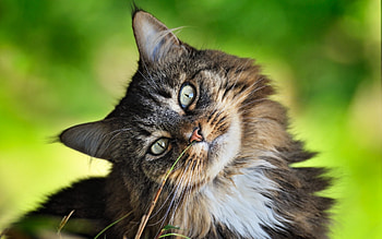 Animals, Cats HD wallpaper