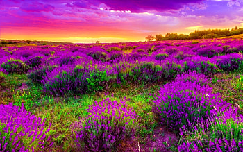 Spring Lavender, Lavender, Flowers, Spring, Clouds, Sky, Purple HD wallpaper