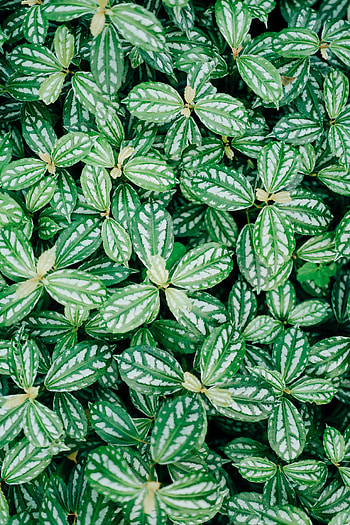 Leaves, Plant, Macro, Veins HD phone wallpaper