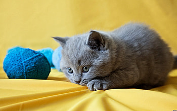 Animals, Kitty, Kitten, Playful, Clew HD wallpaper