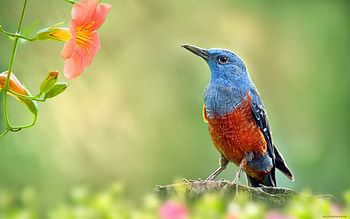 Spring Bird, branch, bokeh, flowers, bird HD wallpaper