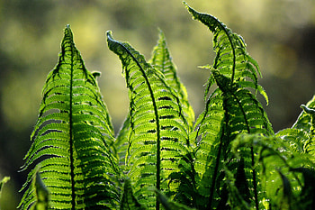 Nature, Leaves, Plant, Fern, Blur HD wallpaper
