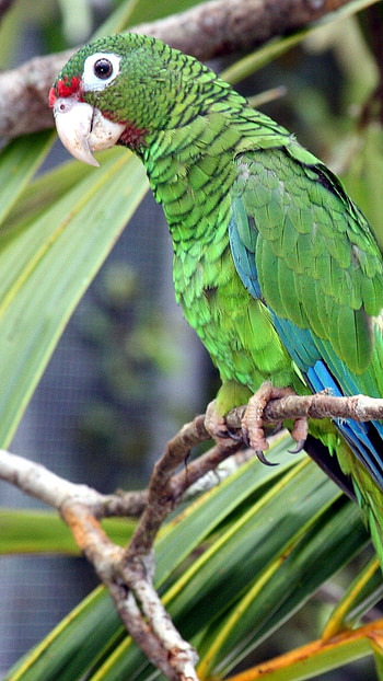 Parrot, Green HD phone wallpaper