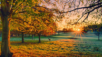 Sunset in my Park, rays, natural, fall, country, sunrise, beauty, early, rural, field, branches, trees, autumn, nature, sun HD wallpaper