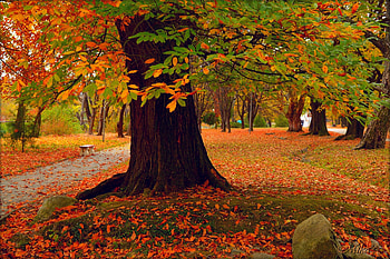 Autumn park, Park, Autumn, Trees, Fall HD wallpaper