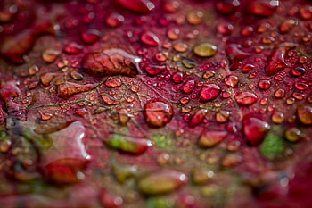Water drops, leaf, surface, close up HD wallpaper