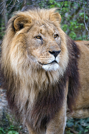 Animals, Lion, Predator, Big Cat, Animal HD phone wallpaper