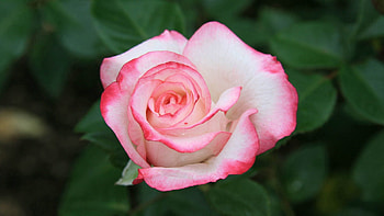 Flowers, Pink, Rose Flower, Rose, Petals, Bud HD wallpaper