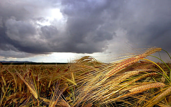 Nature, Sky, Clouds, Field, Ears, Mainly Cloudy, Overcast, Spikes, Foreground, Antennae, Tendrils HD wallpaper