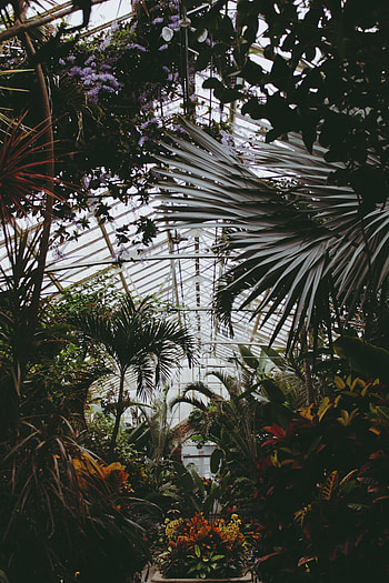 Plants, Nature, Leaves, Vegetation, Greenhouse HD phone wallpaper