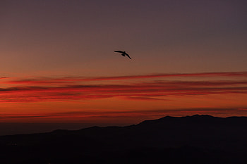 Sky, Twilight, Dark, Silhouette, Bird, Dusk HD wallpaper