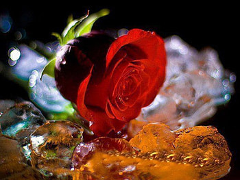 Red Rose, green leaves, glitter, lovely, petal HD wallpaper
