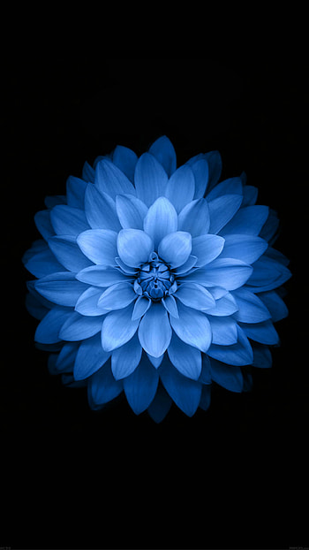Variant Blue Lotues iOS 8 Background Art HD phone wallpaper