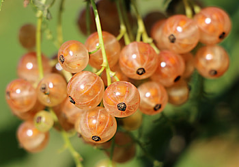 Currants, Macro fruits HD wallpaper