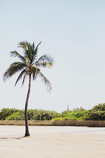 Nature, Beach, Sand, Bush, Palm HD phone wallpaper