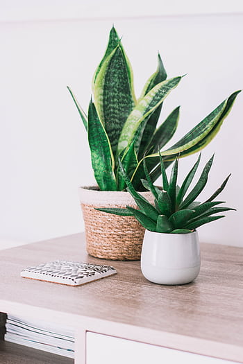 Stylish interior with a snake plant and aloe on a wooden table, perfect for modern decor. HD phone wallpaper