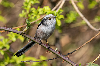 Long-tailed tit (Aegithalos caudatus) perched on brambles in Gennevilliers, France, long-tailed tit, Animal, titmouse HD wallpaper
