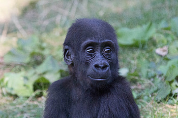 Animals, Young, Muzzle, Gorilla, Monkey, Joey HD wallpaper