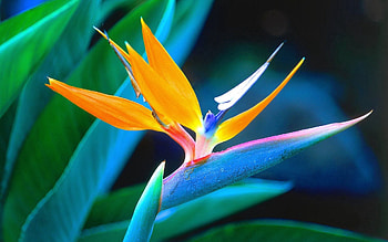 Flower, Macro, Petals, Colorful, Colourful, Unusual HD wallpaper
