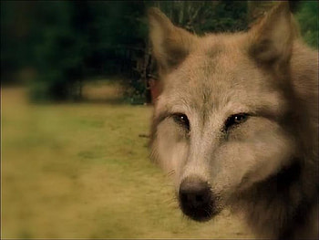 Leah Joins The Wolf Pack, eclipse, entertainment, movies, leah, breaking dawn, wolf HD wallpaper