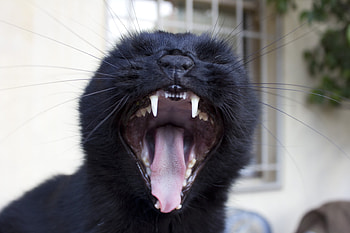 Animals, Cat, Grin, Muzzle, To Yawn, Yawn HD wallpaper