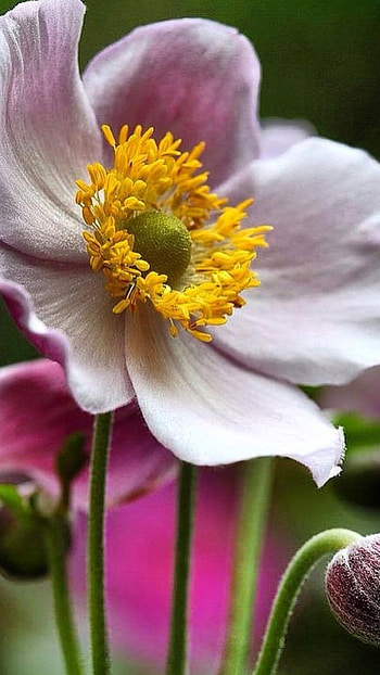 Beautiful Flowers, Adorable Flower HD phone wallpaper