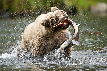 bear, winter, animal, art, , animal Black, food, , fantasy, love, snow, fish, Brown bear, polar bear bear cub HD wallpaper