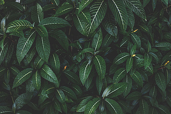 Nature, Leaves, Bush, Plant, Striped HD wallpaper