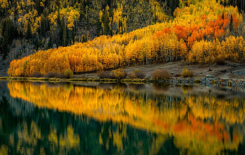Yellow reflections, lake, tranquility, river, mirror, fall, beautiful, orange, serenity, yellow, autumn, trees, calmness, forest HD wallpaper