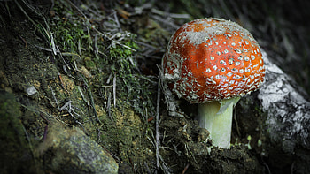 Amanita, Nature, Fly Agaric HD wallpaper
