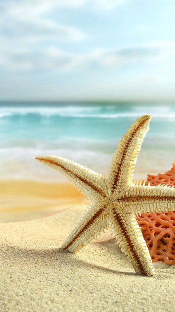 Sea star , Beach-themed backgrounds, Oceanic artwork, Marine life-inspired illustrations HD phone wallpaper