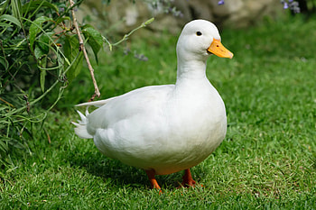 Duckkeeping tips, Beginner's guidance, Raising ducks, Proper care HD wallpaper