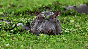 Hippo ultra , Magnificent , Wildlife beauty, Nature's marvels HD wallpaper