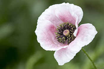 Flowers, Flower, Petals, Bloom, Flowering, Poppy HD wallpaper