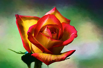 ღ❤ღ, rose, beautiful, macro, flower HD wallpaper