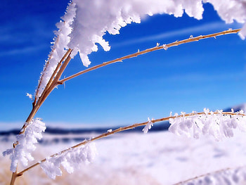 Grass, Sky, Snow, Macro, Branches, Stick, Sticks HD wallpaper